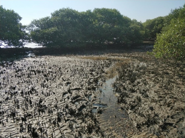 揭秘真核生物起源之谜 定位祖先分化节点